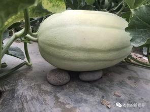 边扫地边吃瓜,生活琐事中的趣味时光