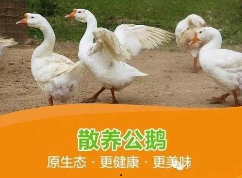 鹅吃瓜我吃鹅小说,一场鹅吃瓜与鹅被吃的奇幻之旅