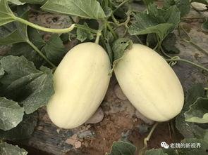 边打工边吃瓜,揭秘职场生活的酸甜苦辣