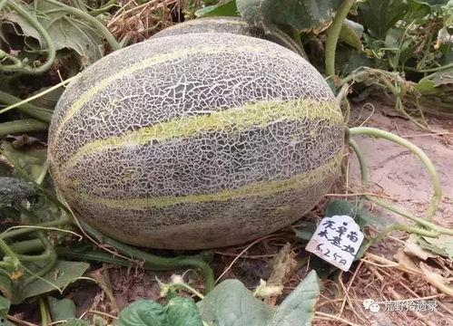 克拉吃瓜群,揭秘娱乐圈幕后故事