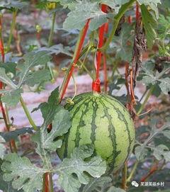 员工吃瓜福利,员工专属吃瓜福利大放送