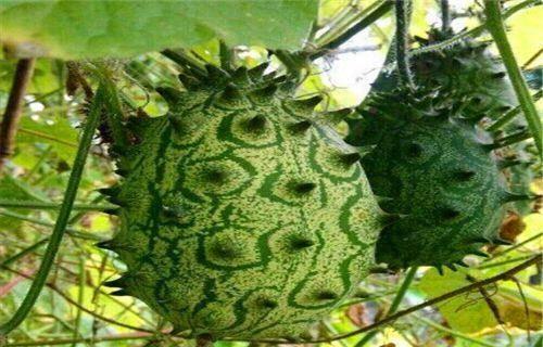 吃刺角瓜中毒,揭秘神秘瓜果的潜在风险