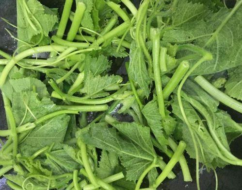 2025夏日吃瓜节,炎炎夏日，尽享清凉美食盛宴