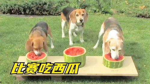 狗子吃瓜表情,萌态百出，笑翻网友