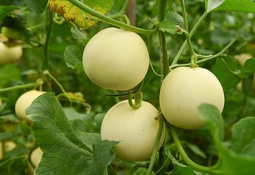 福瓜可吃吗,揭秘其可食用性及美味烹饪方法