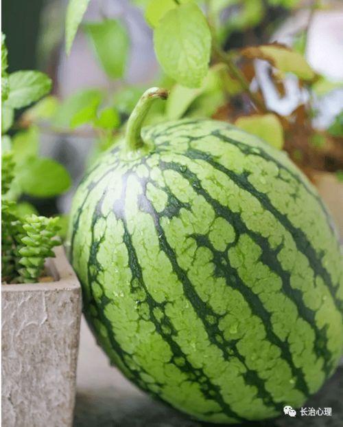 晨宇私人订制吃瓜,揭秘吃瓜界的个性化盛宴