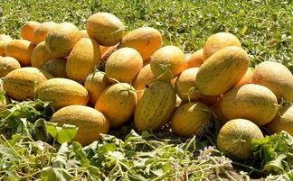 烂嘴吃哈密瓜,哈密瓜的甜蜜诱惑