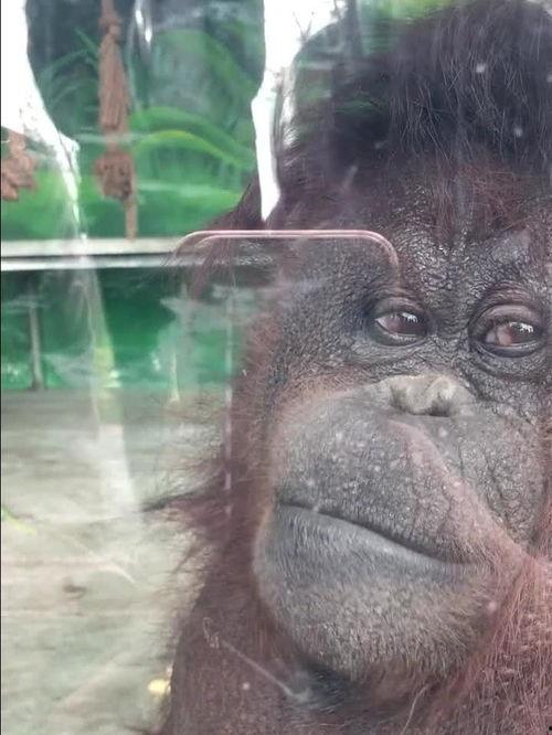 女孩猩猩吃瓜,猩球女孩的夏日瓜果盛宴