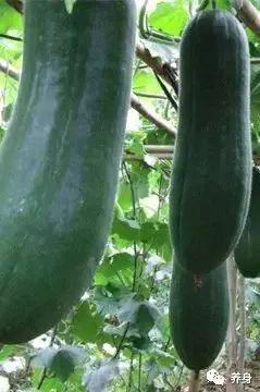 大宝徽县吃瓜视频,揭秘当地美食文化盛宴