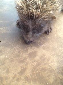 小刺猬偷瓜吃,一场趣味盎然的夏日冒险