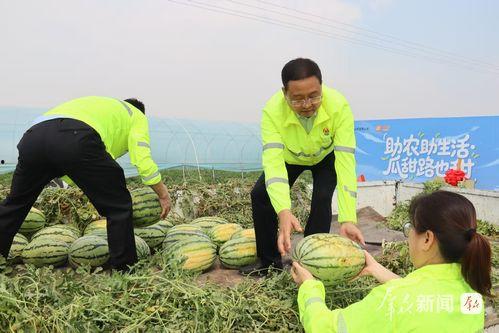 吃瓜群众摘瓜人,见证时代变迁的“摘瓜人生”
