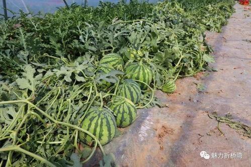 临夏烧烤吃瓜,夏日炎炎中的美味盛宴