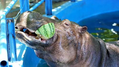 河马吃门上瓜图片大全,瓜果飘香门上瓜