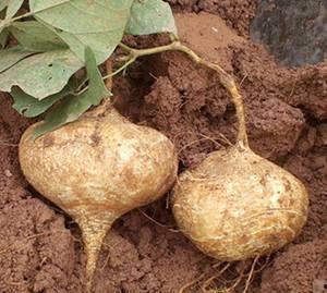 肾炎可以吃土瓜