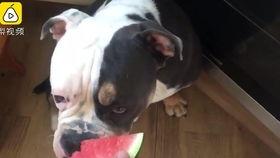 猫猫狗狗吃瓜,一起品尝瓜果的温馨时光