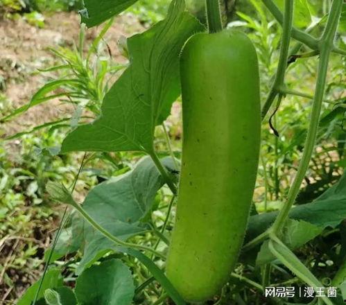 瓠子瓜如何烹饪吃,瓠子瓜的多样烹饪与美味享受