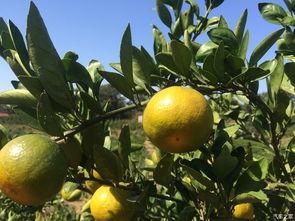 不吃橘子只吃瓜,探寻无橘生活新风尚