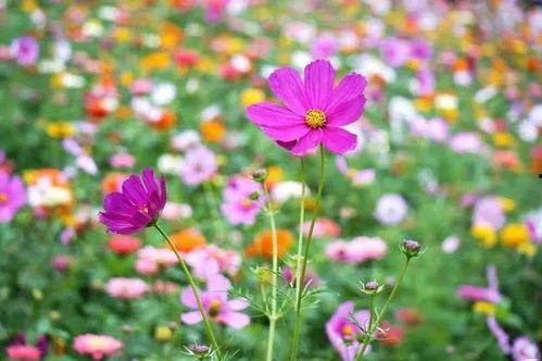 花海微博吃瓜,揭秘娱乐圈最新热点事件