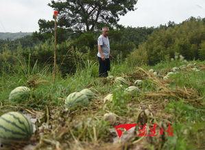 吃瓜群众福建的,吃瓜群众的美食之旅