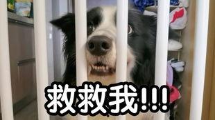 吃哈密瓜asmr,舌尖上的宁静之旅