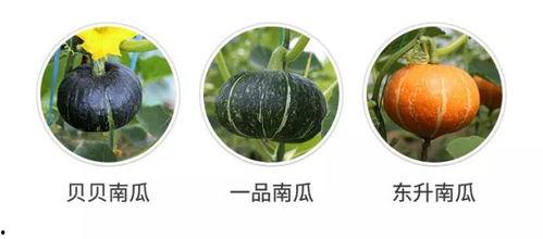 吃合米瓜,探寻传统与创新的完美融合