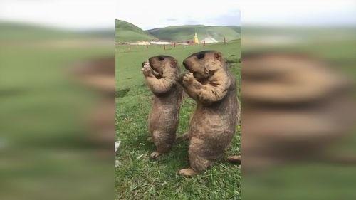 草原吃瓜视频,一场别开生面的草原盛宴