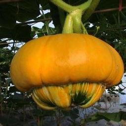 香炉瓜多重可以吃,美味尽享