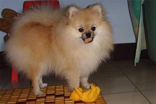 博美吃瓜吐了,博美狗狗吃瓜后的“意外”反应