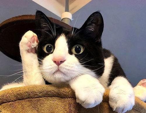 奶牛猫可以吃瓜,探索猫咪的甜蜜新宠