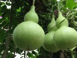 求证吃瓜,揭秘“吃瓜”背后的娱乐真相与网络文化现象