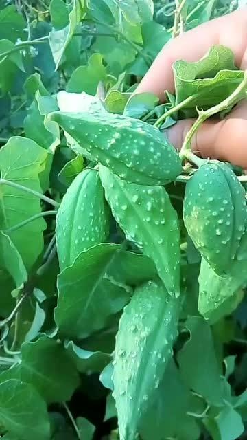 人种瓜有人吃瓜,人种瓜来共享