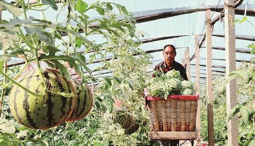 河北黄河滩吃瓜,夏日消暑吃瓜乐,尽享田园风情