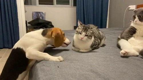 隔壁吃瓜老K,隔壁吃瓜老K的八卦风云录