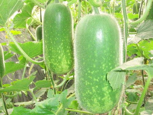 贵圈吃瓜指南图片