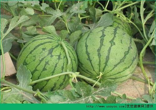 哪天吃瓜,揭秘“吃瓜群众”背后的秘密，这一天，你吃对瓜了吗？