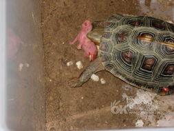 黄缘龟吃瓜,瓜果盛宴探索之旅