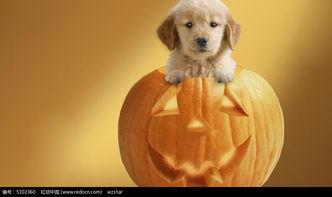 心碎小狗吃瓜,心碎小狗的瓜田奇遇记