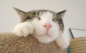 恶搞兔吃瓜吐籽,趣味横生的夏日喜剧