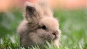 兔兔怎么吃瓜,探索兔子的独特吃瓜方式