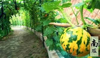 吃瓜景区,揭秘瓜果飘香背后的旅游奇观