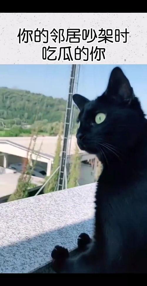 吵架了吃瓜