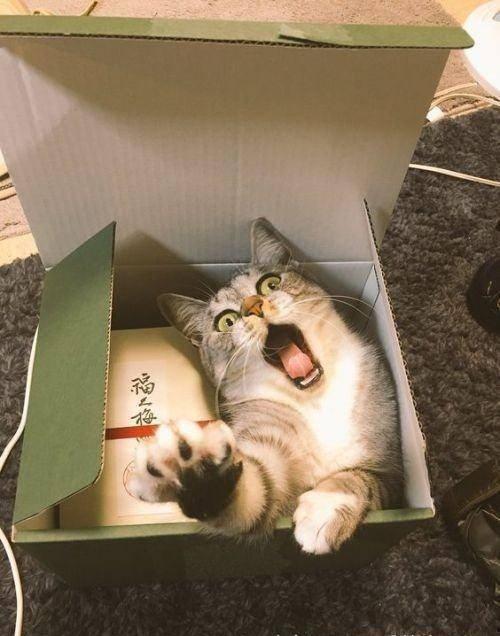 带你吃瓜野生猫咪,野生猫咪的“吃瓜”生活