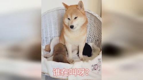 小奶狗可不可以吃哈密瓜,宠物饮食大揭秘