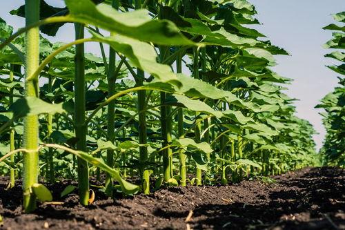 角瓜南瓜同时吃,营养与美味的完美融合