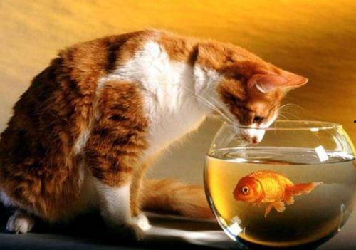 猫猫可以吃籽瓜吗,籽瓜是否适合猫咪食用？