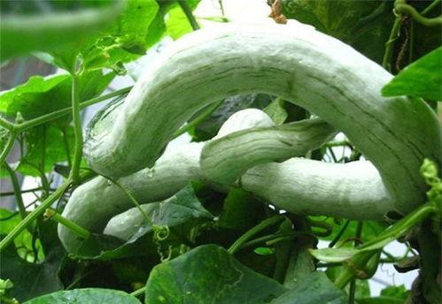 蛇瓜怎么吃减肥