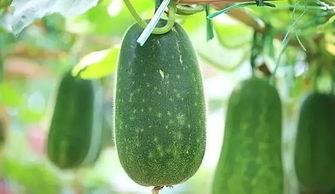 月月瓜都怎么吃,尽享时令美味