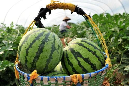 全市吃瓜,吃瓜群众如何成为焦点