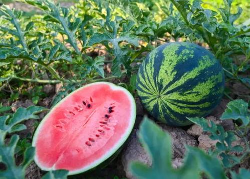 豫瓜怎么吃,多样吃法，尽享田园风味