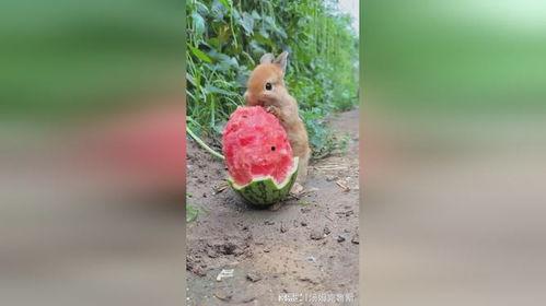 那兔兔子吃瓜,一场爆笑的田园喜剧